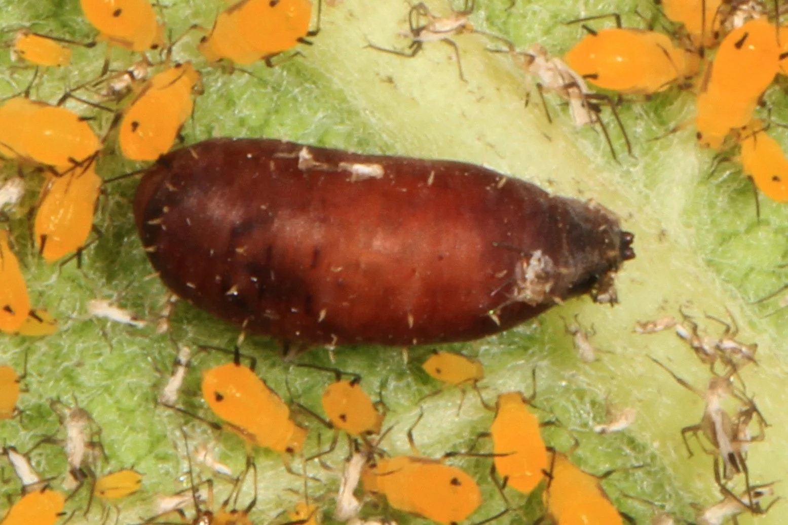 Observations from Meadowood: December 2023 — Northern Virginia